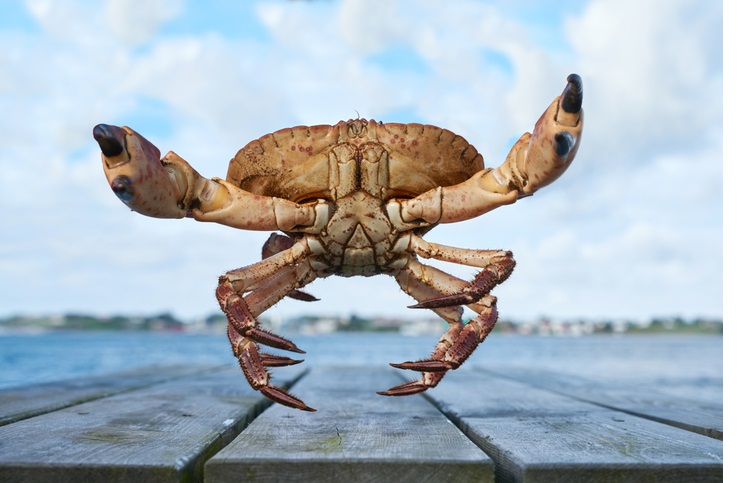 crab