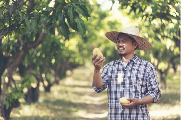 Young Asian Thai farmer picking mango fruit in organic farm