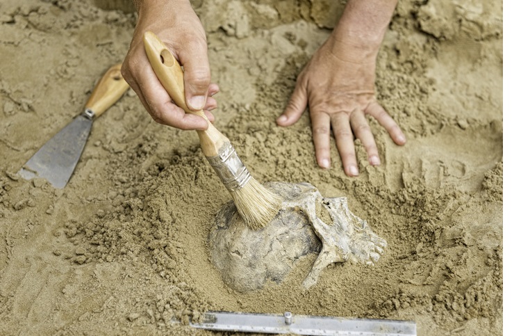 Anthropology - hands of an anthropologist revealing human skull from dirt