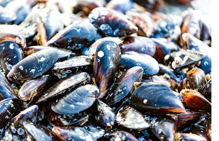 Monitoring Mussels For Toxic Pollutants