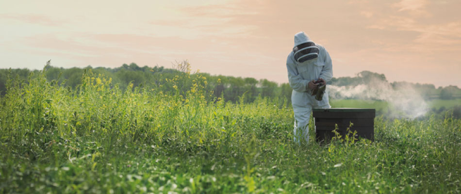Monitoring the safety of honey