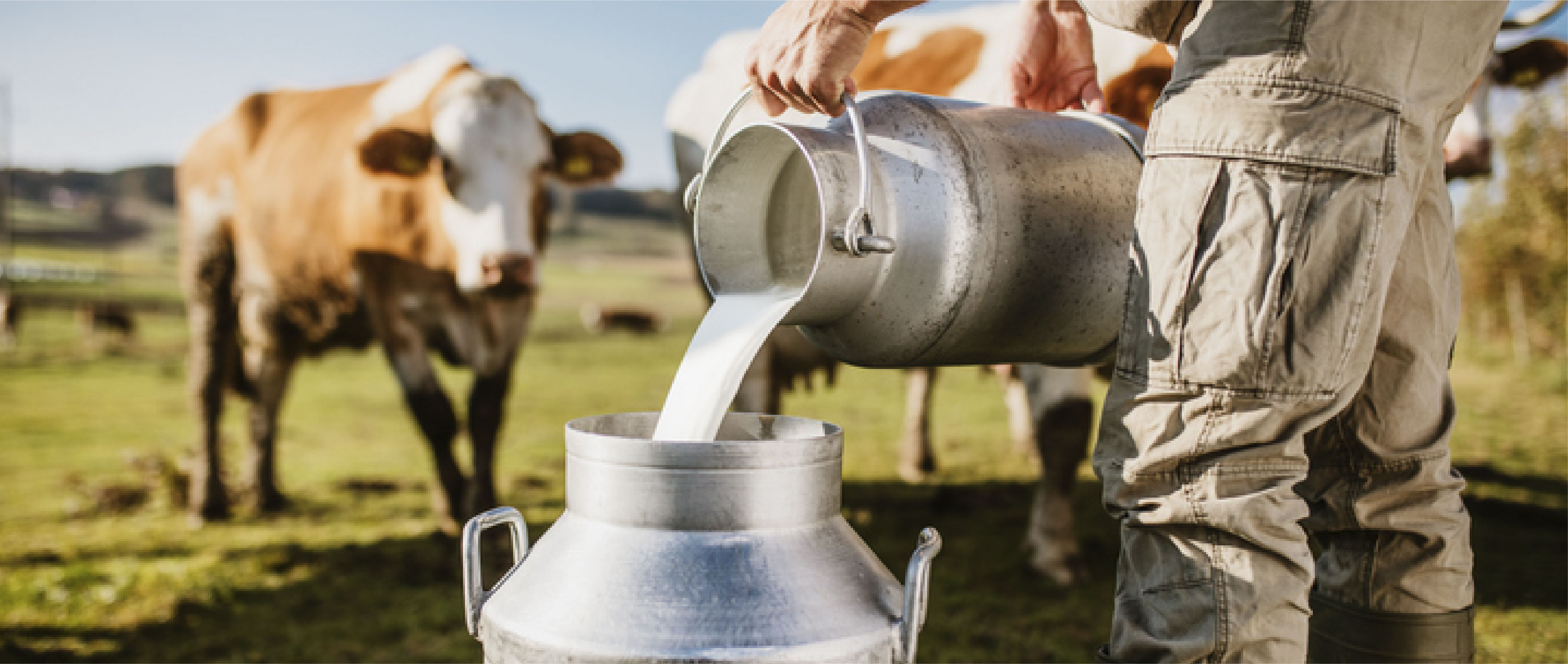 Comparing the mineral content of different types of milk