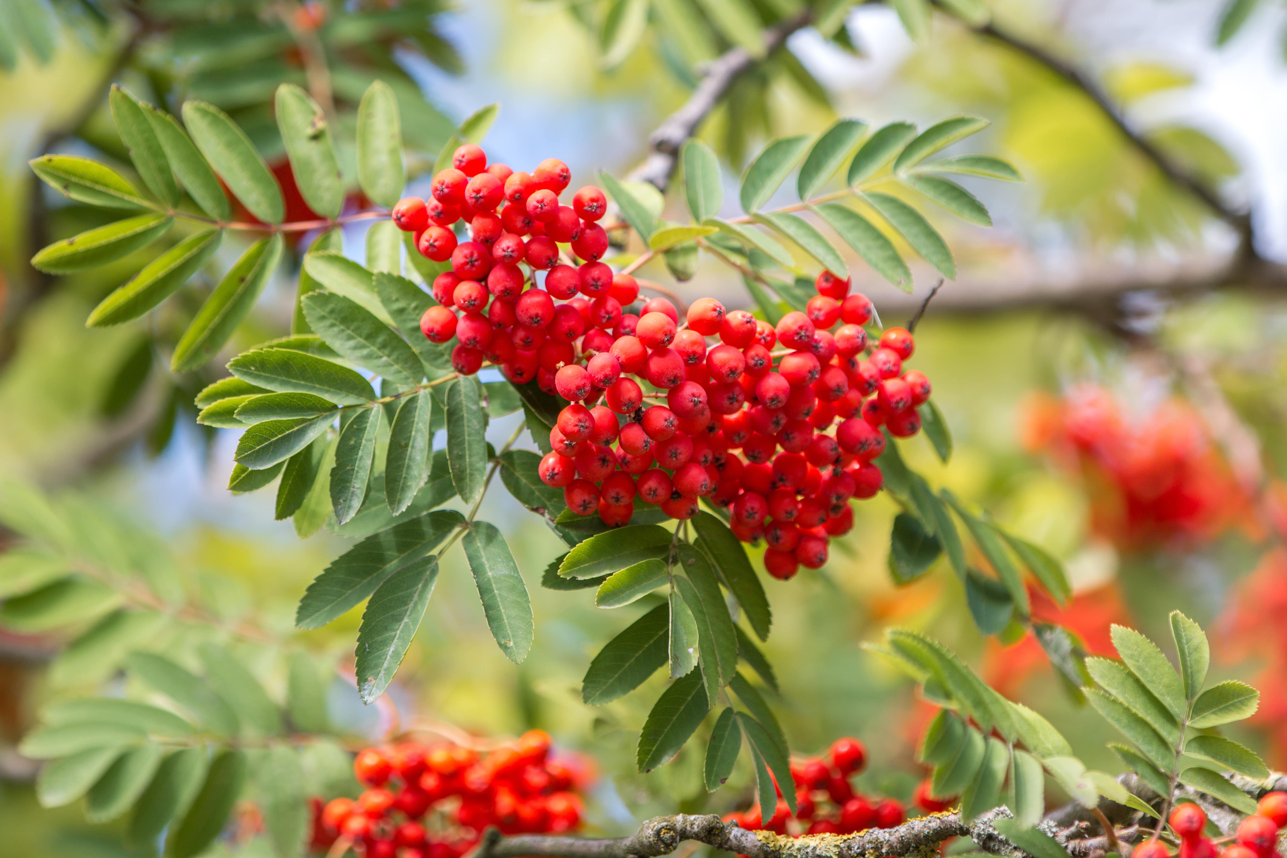 Foto von Vogelbeeren die an einem Baum hängen